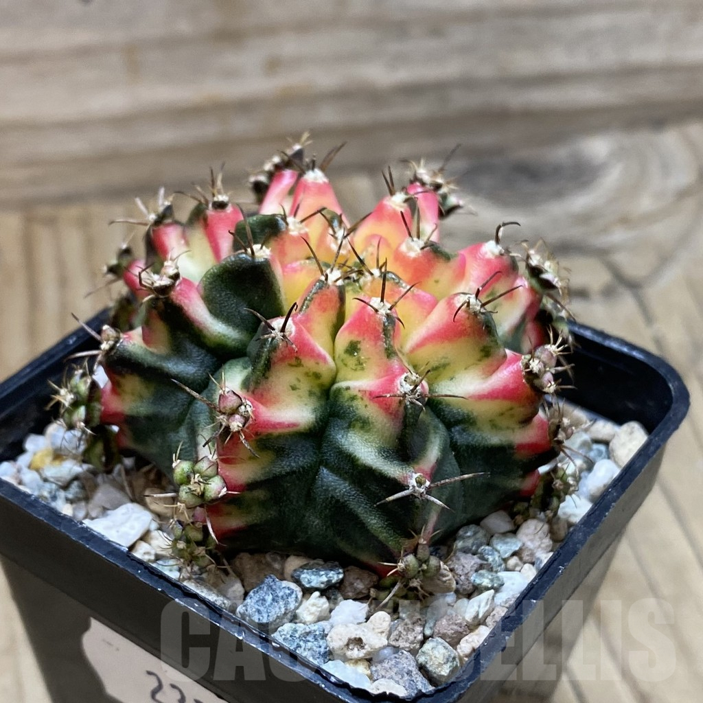 SH23321 Gymnocalycium mihanovichii 'Multicolor' - Imagen 2