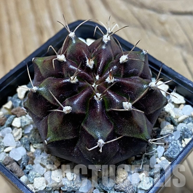 SH19831 Gymnocalycium mihanovichii 'Black Boxer'
