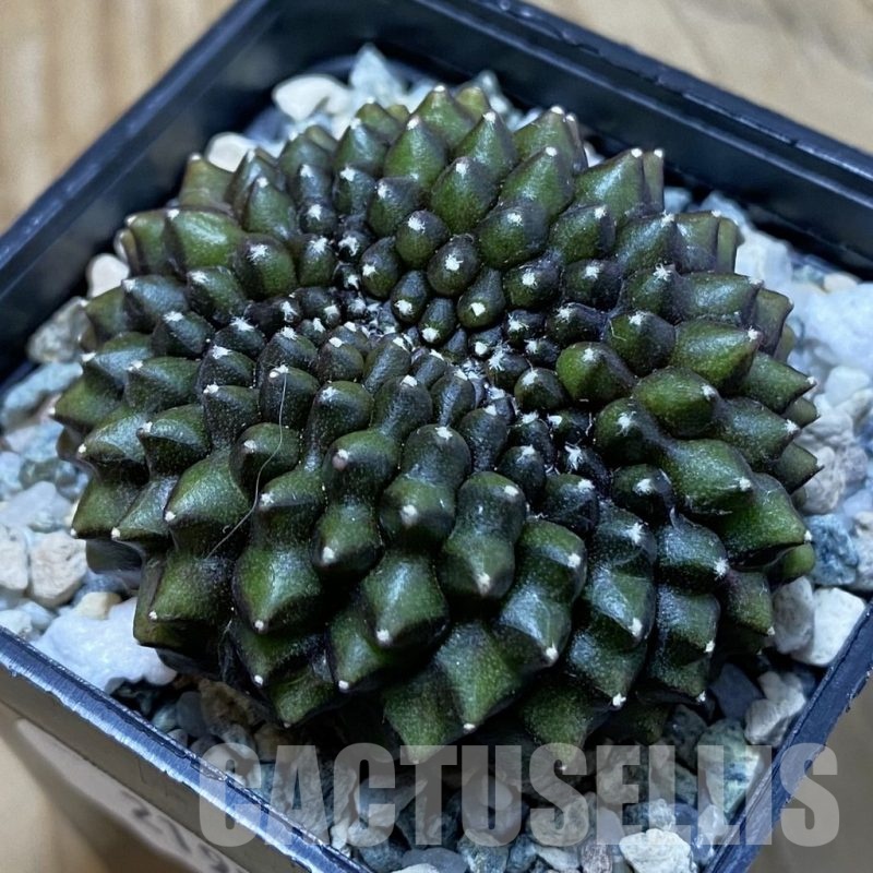 SH21956 Gymnocalycium mihanovichii ‘inermis’