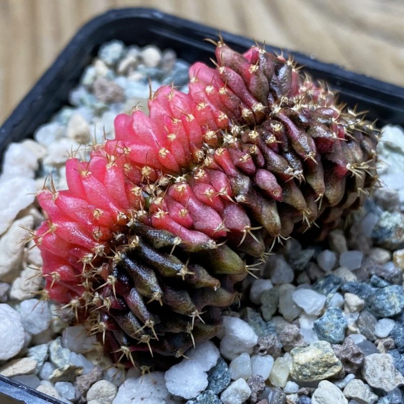 SH23327 Gymnocalycium mihanovichii f. cristata variegata