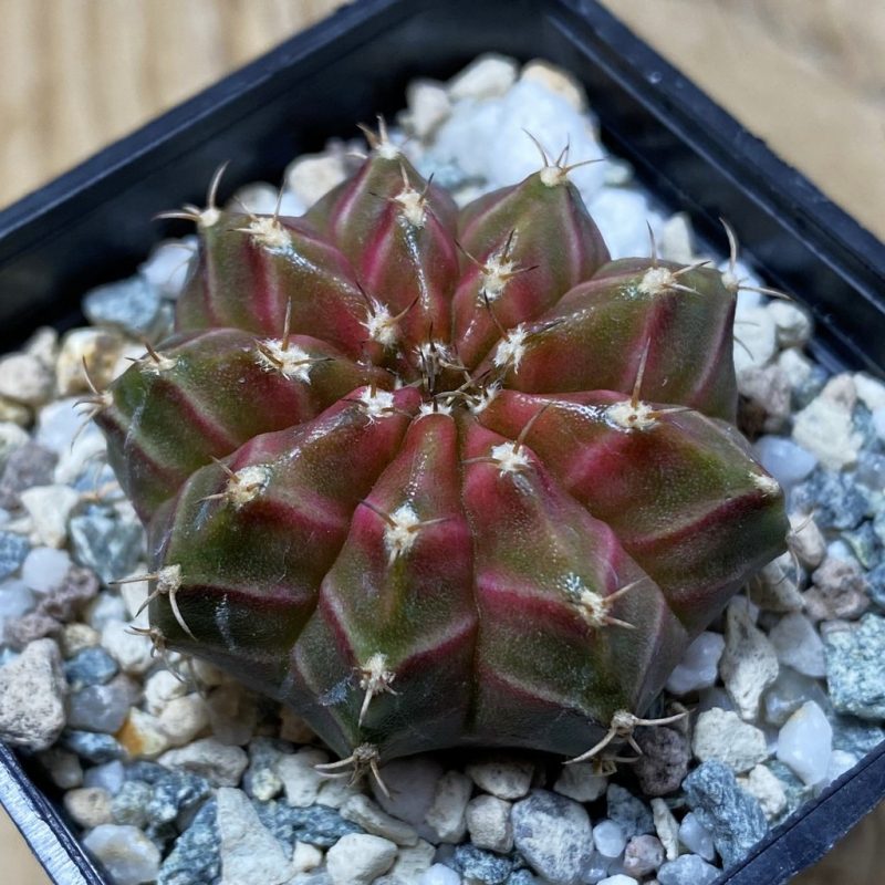 SH23252 Gymnocalycium mihanovichii ‘Neon’ hybrid, seedling
