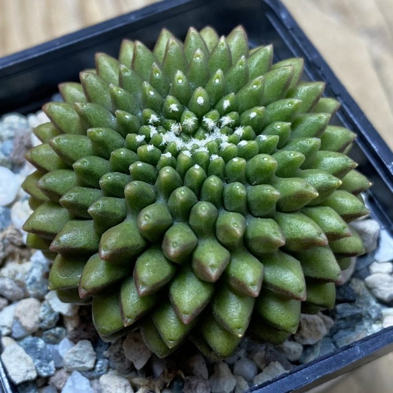 SH23247 Gymnocalycium mihanovichii ‘inermis’