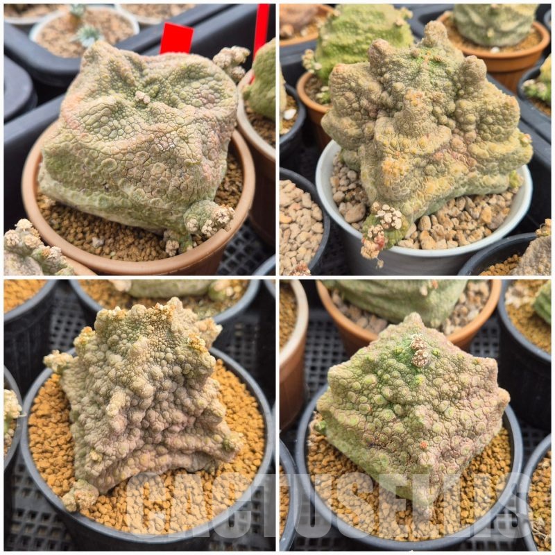LOT204 5 SEEDS Pseudolithos cubiformis 2025