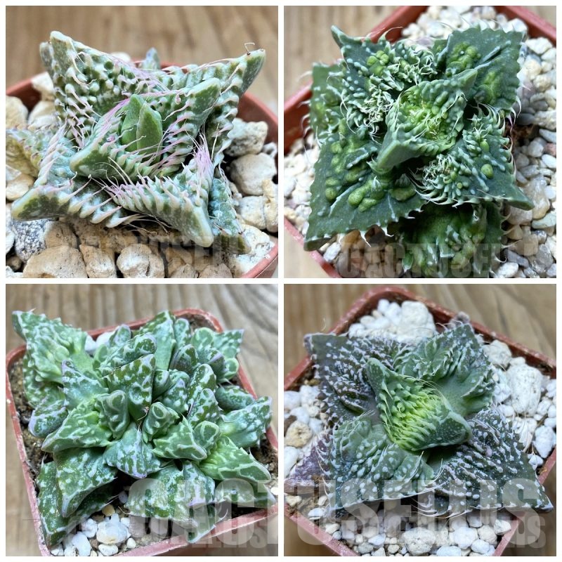 LOT216 10 SEEDS Faucaria tuberculosa 2025