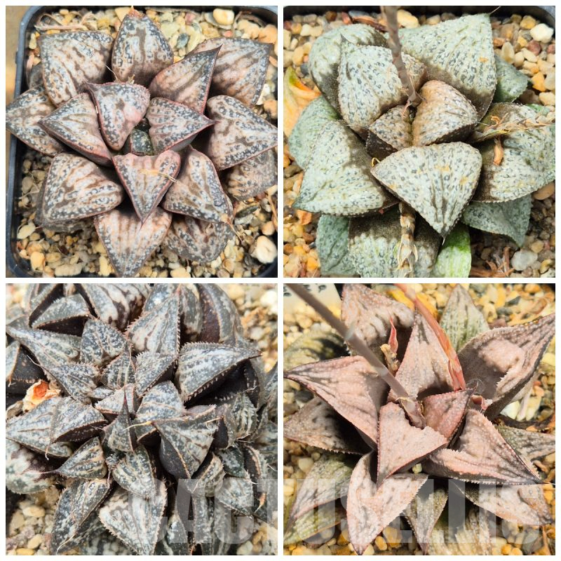 LOT572 10 SEEDS Haworthia magnifica var. splendens hybrid 2025