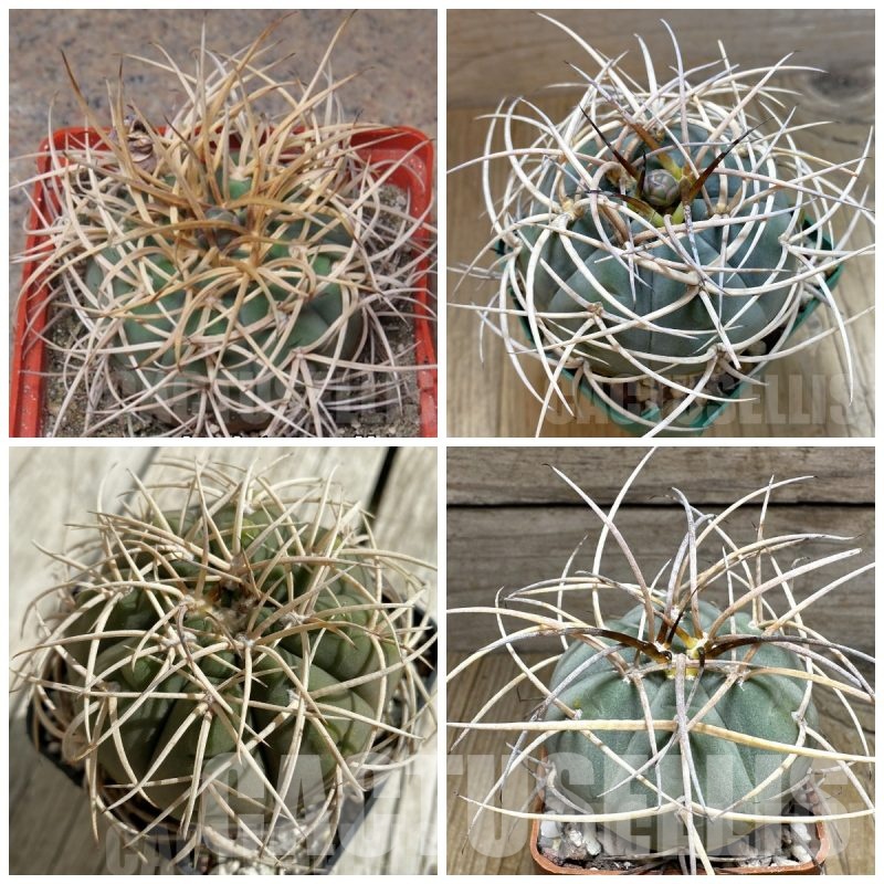 LOT897 20 SEEDS Gymnocalycium cardenasianum MIX 2025