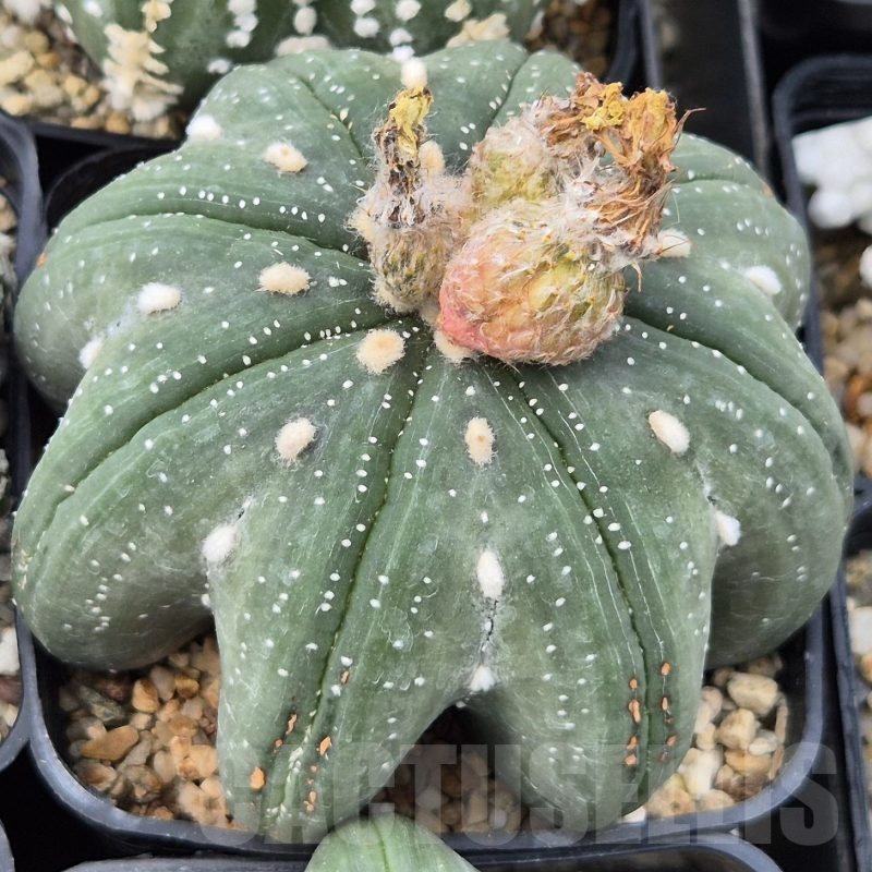 LOT940 10 SEEDS Astrophytum asterias 'Star Shape’ f.nudum 2025