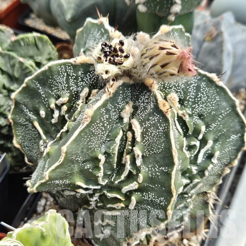 LOT943 10 SEEDS Astrophytum ornatum 'Fukuryu' hybrid 2025