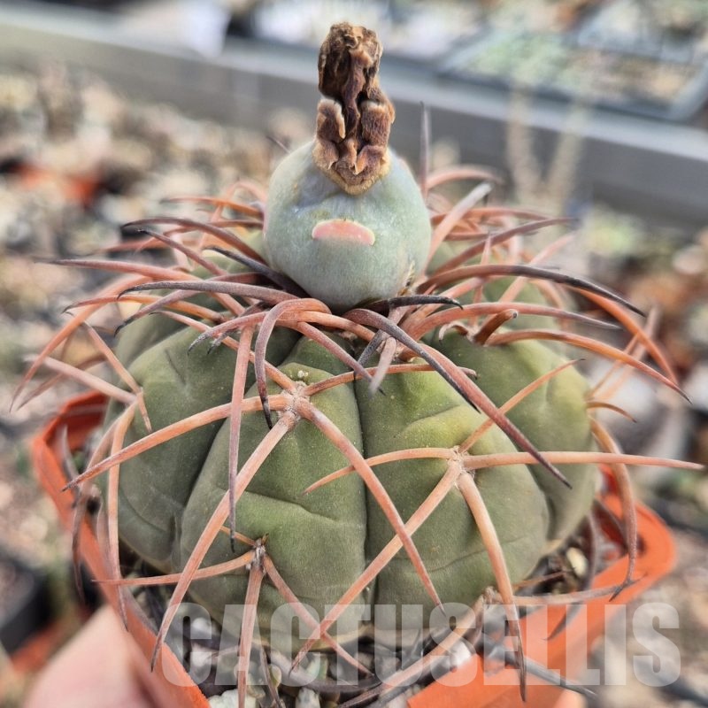LOT965 20 SEEDS Gymnocalycium spegazzinii PV 2004 -Chorrillos- 2025
