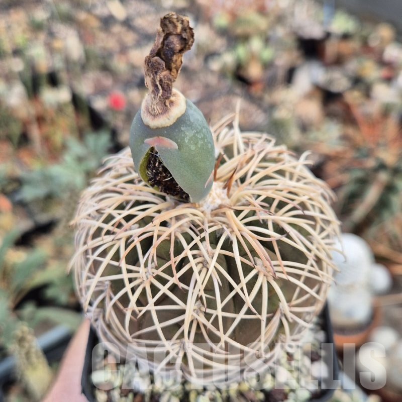 LOT966 20 SEEDS Gymnocalycium spegazzini v. punillense 2025