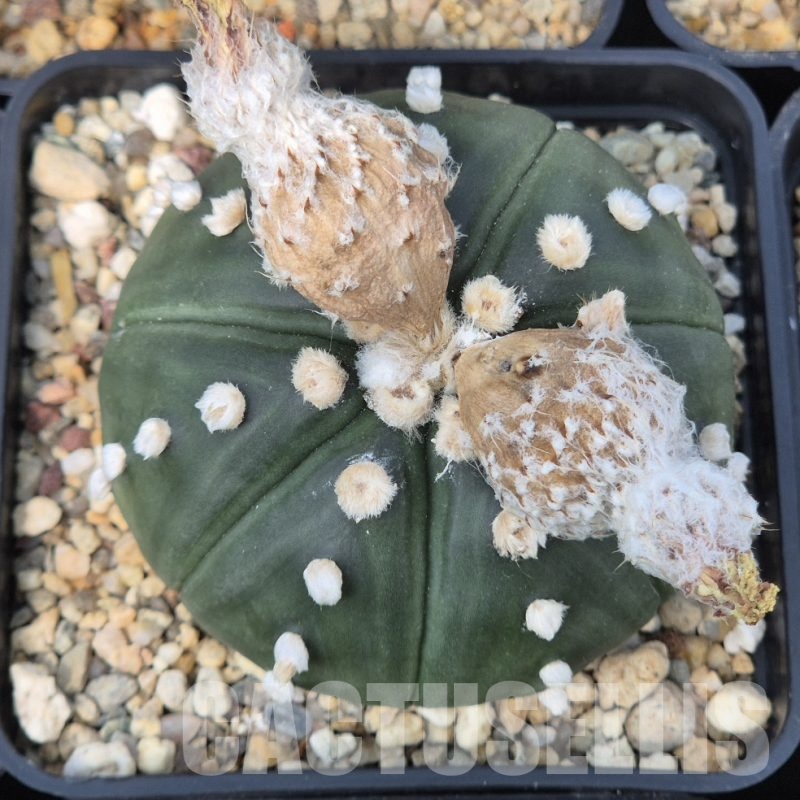 LOT967 10 SEEDS Astrophytum asterias f.nudum 2025