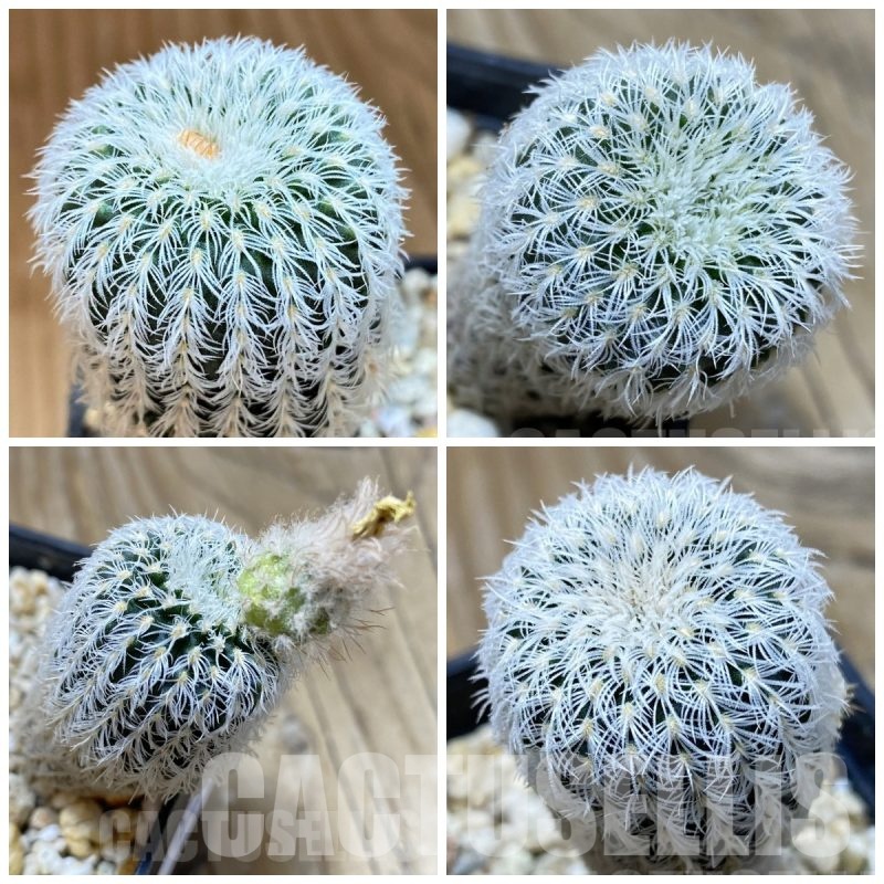 LOT968 20 SEEDS Frailea densispina 2025