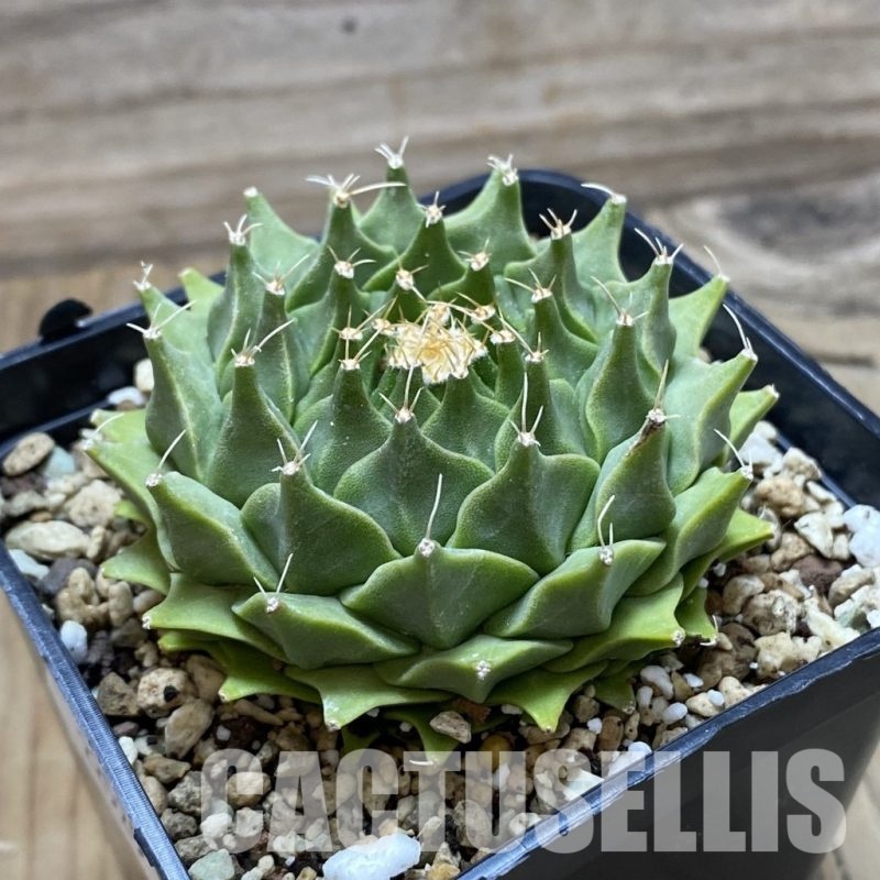 LOT969 10 SEEDS Obregonia denegrii, 2025