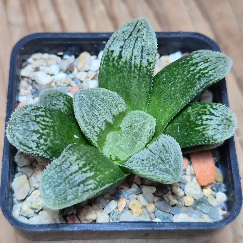 VVG15326 Haworthia ‘Black Major’ x 'Kegazato' x ‘Yulia’ F2 seedling
