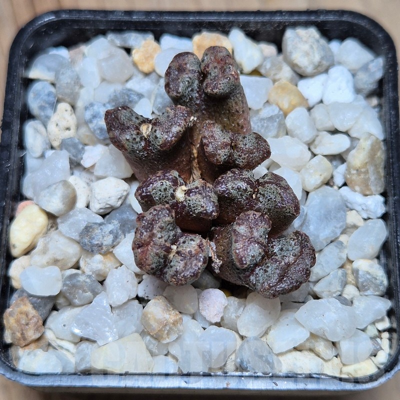 VVG21815 Conophytum pellucidum