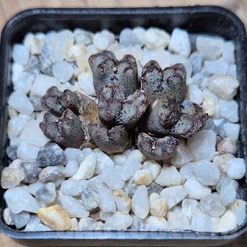 VVG21816 Conophytum pellucidum