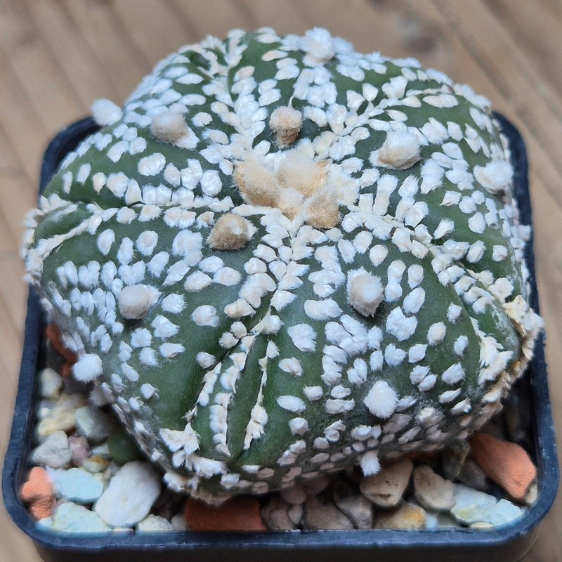 VVG21821 Astrophytum asterias 'SK Kikko', 5 ribs