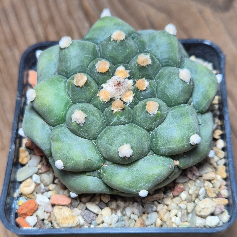 VVG21821 Astrophytum asterias 'Kikko' - Image 2