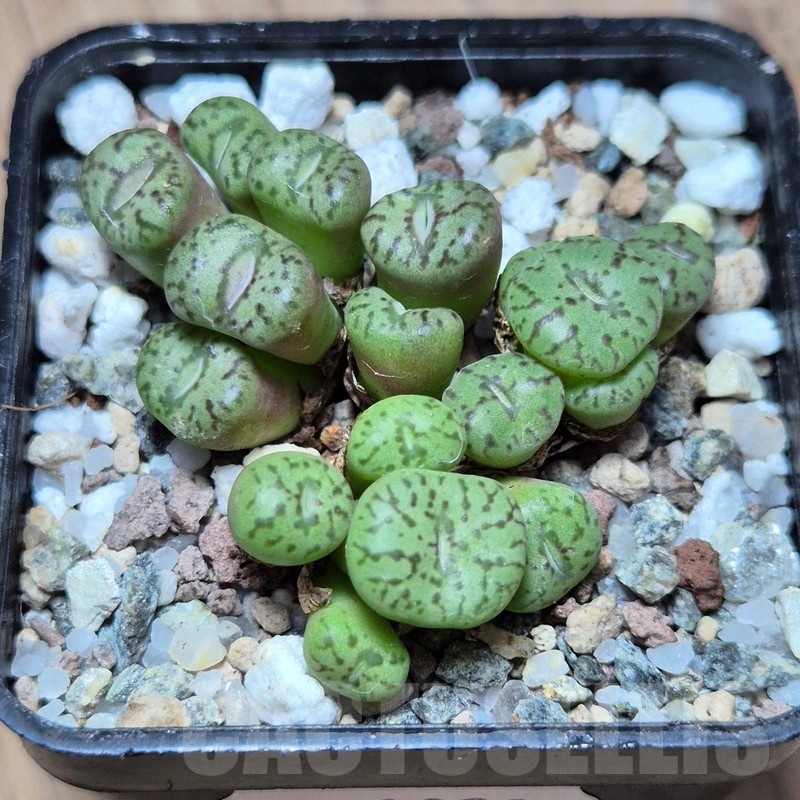 VVG21822 Conophytum obcordellum mix, 3 plants seedling