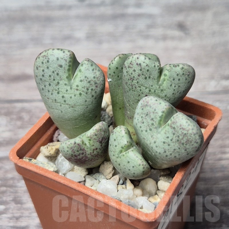 VVG21827 Conophytum taylorianum subs. ernianum