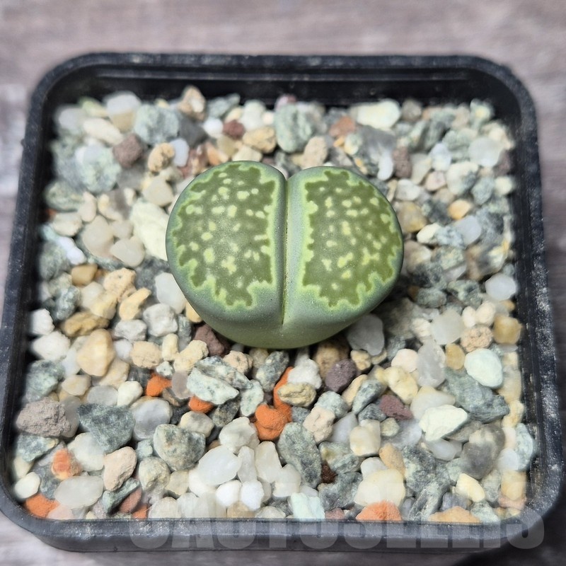 VVG21829 Lithops julii v. fulleri 'Fullergreen'