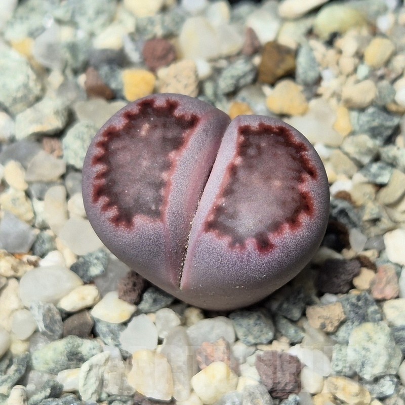 VVG21830 Lithops julii 'Pink Holland' x salicola 'Bachus'