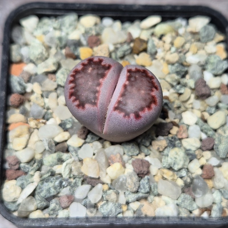 VVG21830 Lithops julii 'Pink Holland' x salicola 'Bachus' - Image 2