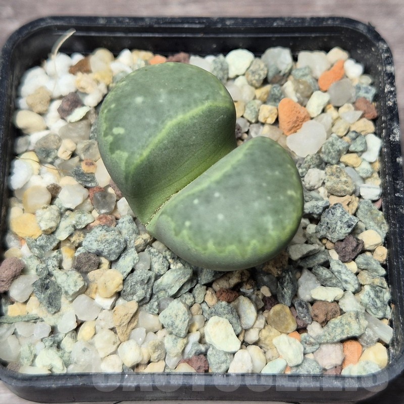 VVG21831 Lithops marmorata ‘Polepsky Smaragd’