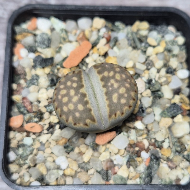 VVG21833 Lithops julii ssp. fulleri v. brunnea C179