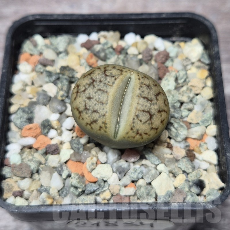 VVG21834  Lithops gracilidelineata v. brandbergensis C383