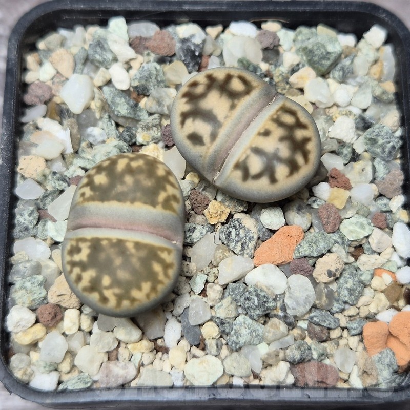 VVG21835 Lithops karasmontana v. bella 2 plants seedling