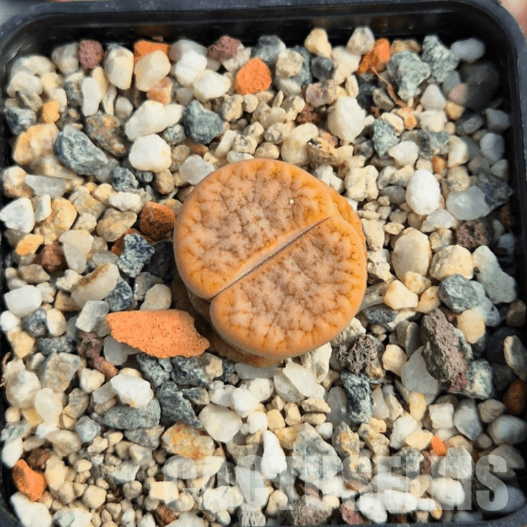 VVG21836 Lithops gracilidelineata C309