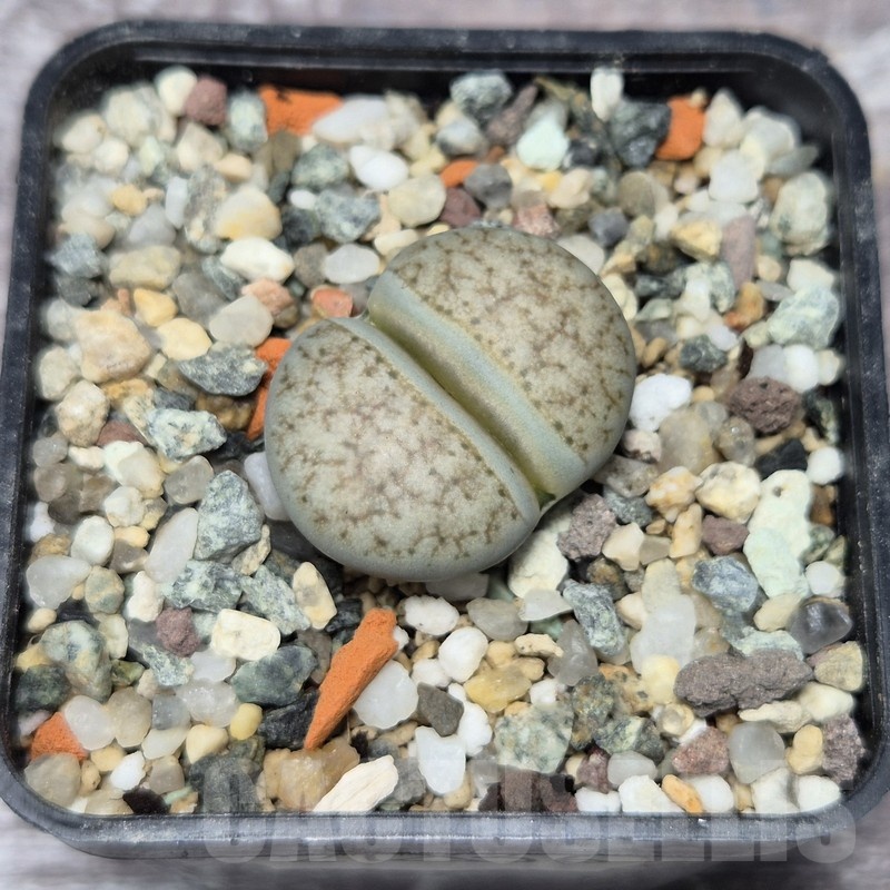 VVG21836 Lithops gracilidelineata v. waldroniae C189
