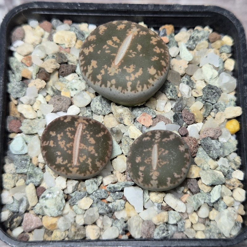 VVG21837  Lithops lesliei -Warrenton- 3 plants seedling