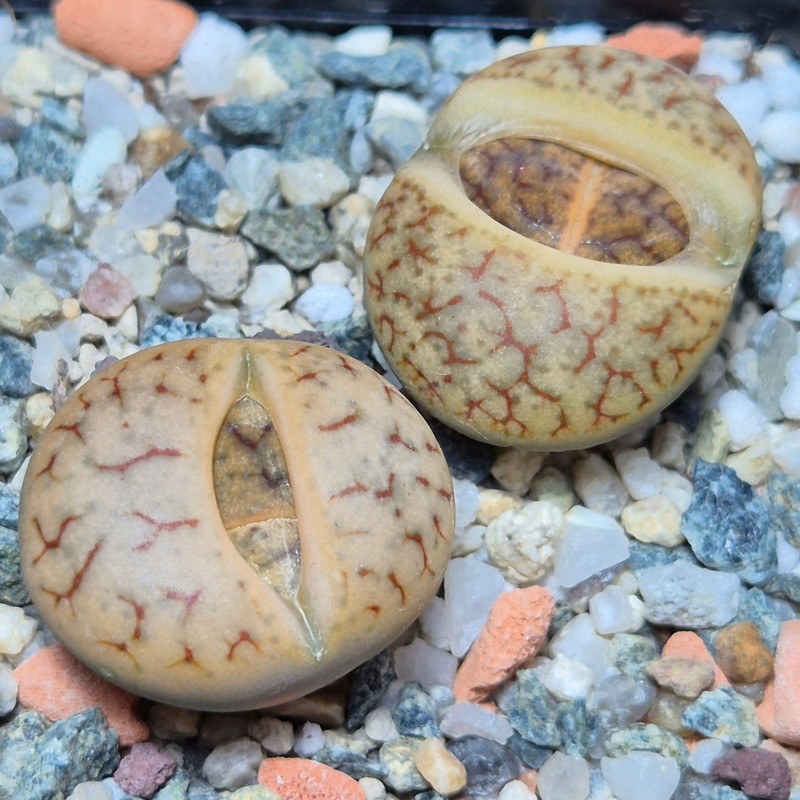 VVG21839 Lithops gracilidelineata v. brandbergensis C383 2 plants seedling