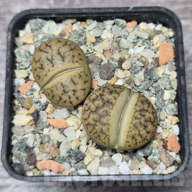 VVG21839 Lithops gracilidelineata v. brandbergensis C383 2 plants seedling
