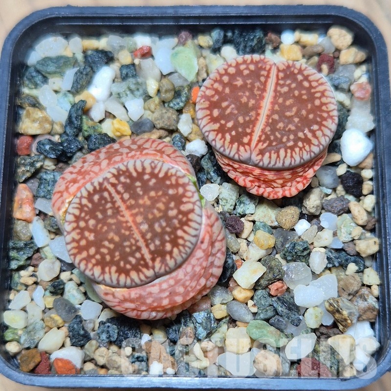VVG21840 Lithops aucampiae v. euniceae  2 plants seedling