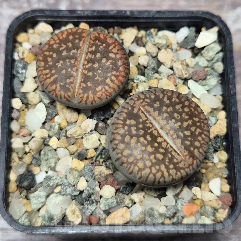 VVG21840 Lithops aucampiae v. euniceae  2 plants seedling