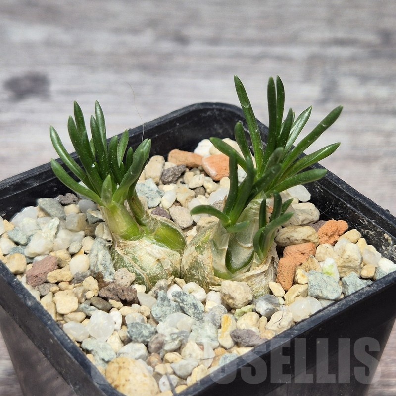 VVG21841 Ornithogalum lithopsoides