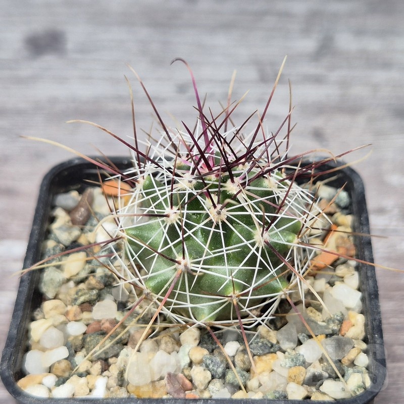 VVG21843 Ferocactus haematacanthus -El Amparo-