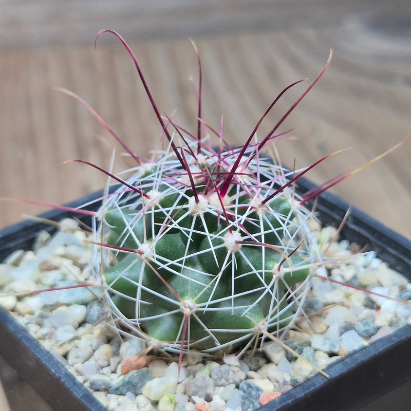 VVG21844 Ferocactus haematacanthus -El Amparo-