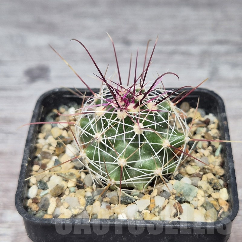 VVG21844 Ferocactus haematacanthus -El Amparo-
