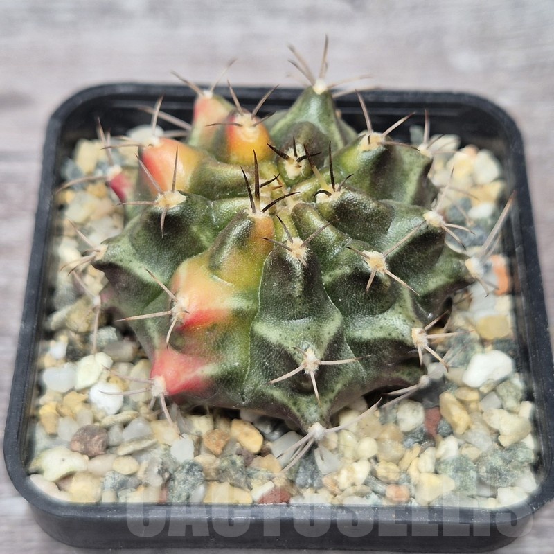 VVG21845 Gymnocalycium mihanovichii f.variegata VVG15 - Image 2