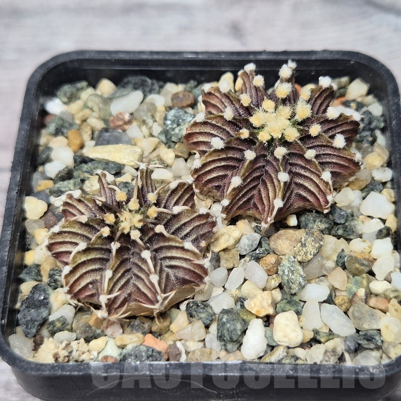 VVG21846 Gymnocalycium friedrichii -Agua Dulce- 2 plants seedling