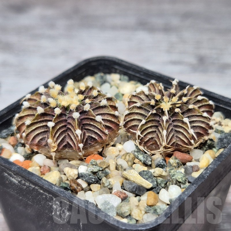 VVG21846 Gymnocalycium friedrichii -Agua Dulce- 2 plants seedling - immagine 2