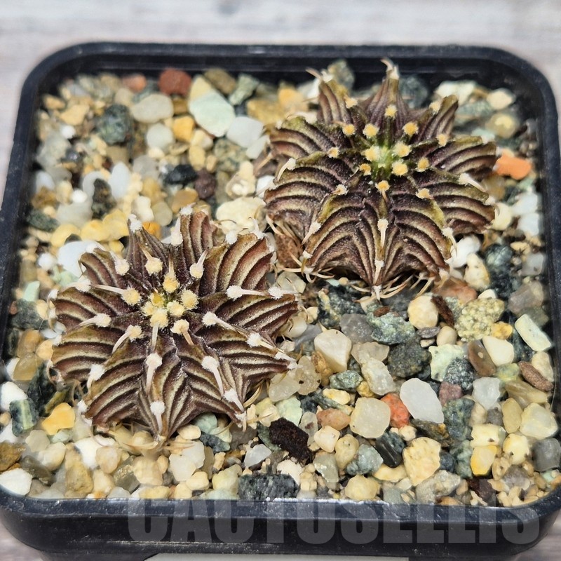 VVG21847 Gymnocalycium friedrichii -Agua Dulce- 2 plants seedling