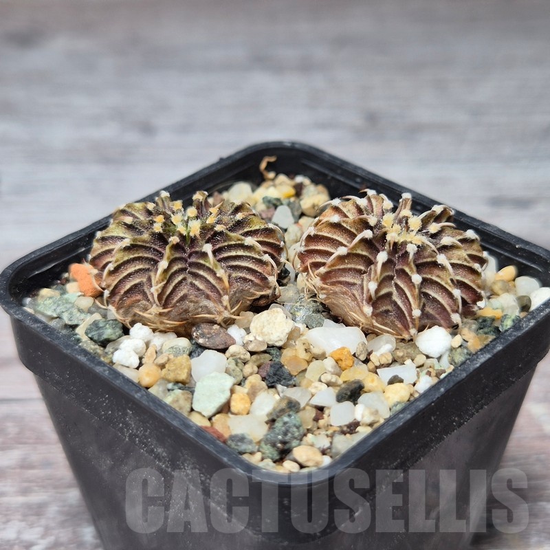 VVG21847 Gymnocalycium friedrichii -Agua Dulce- 2 plants seedling - immagine 2