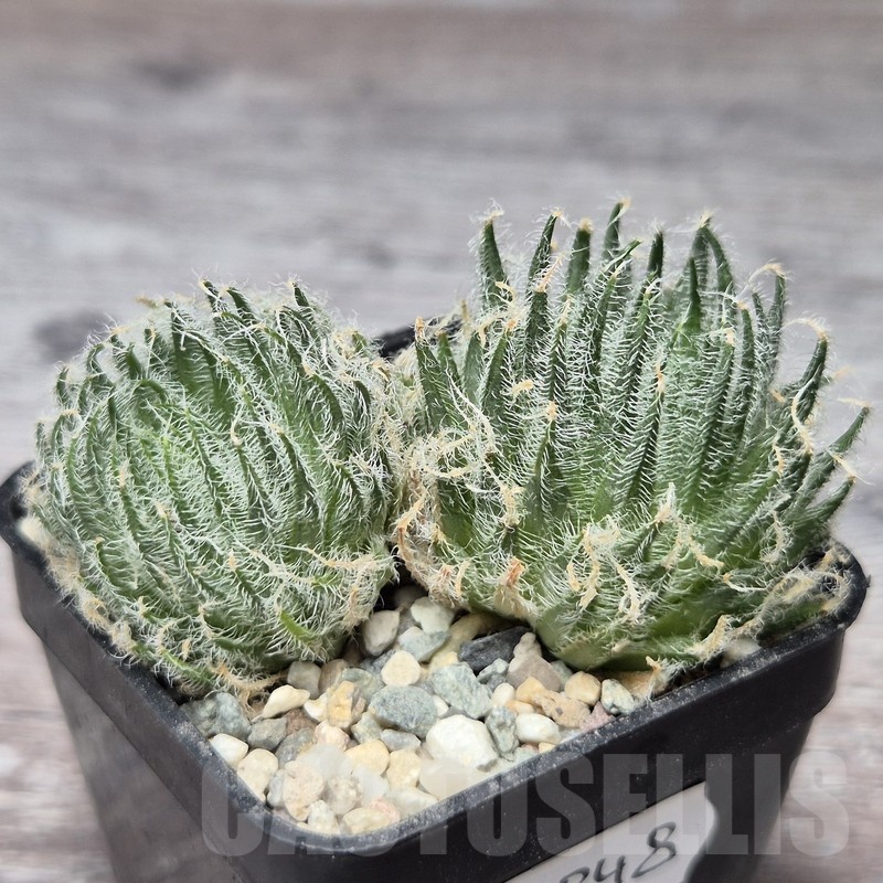 VVG21848 Haworthia odetteae 2 plants seedling