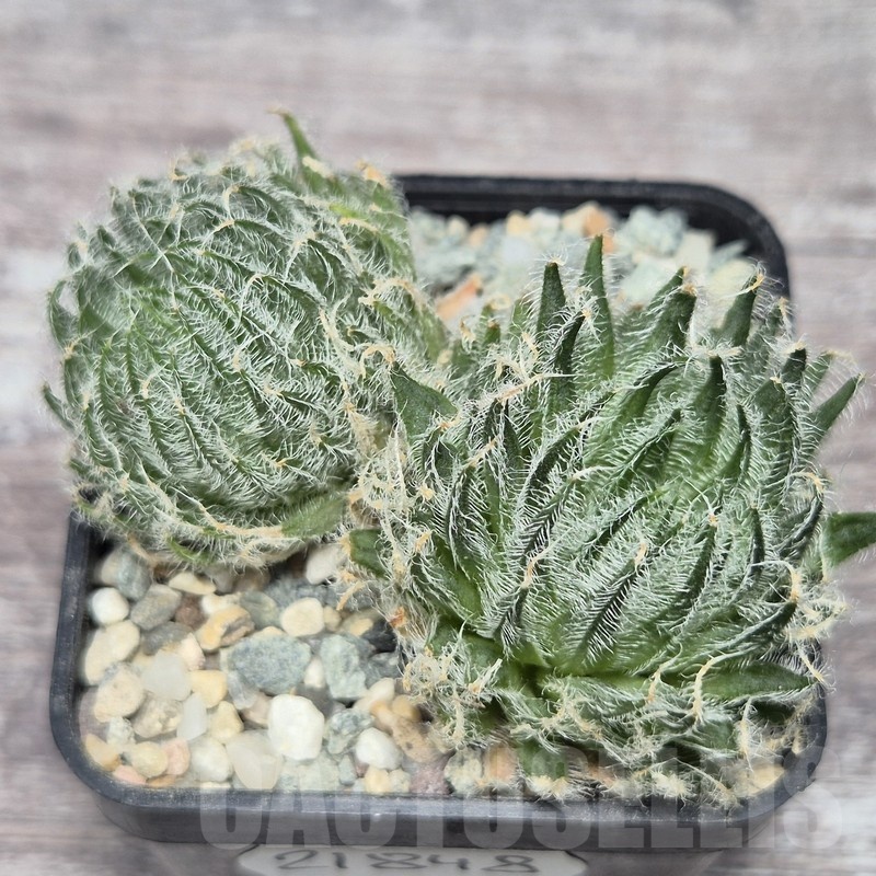 VVG21848 Haworthia odetteae 2 plants seedling - Image 2