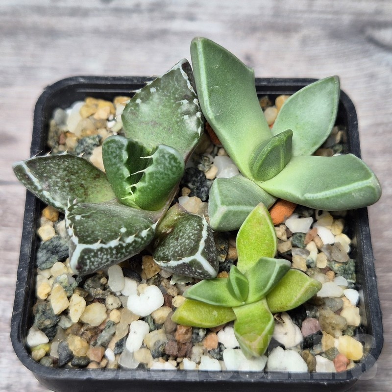 VVG21849 Faucaria mix seedling